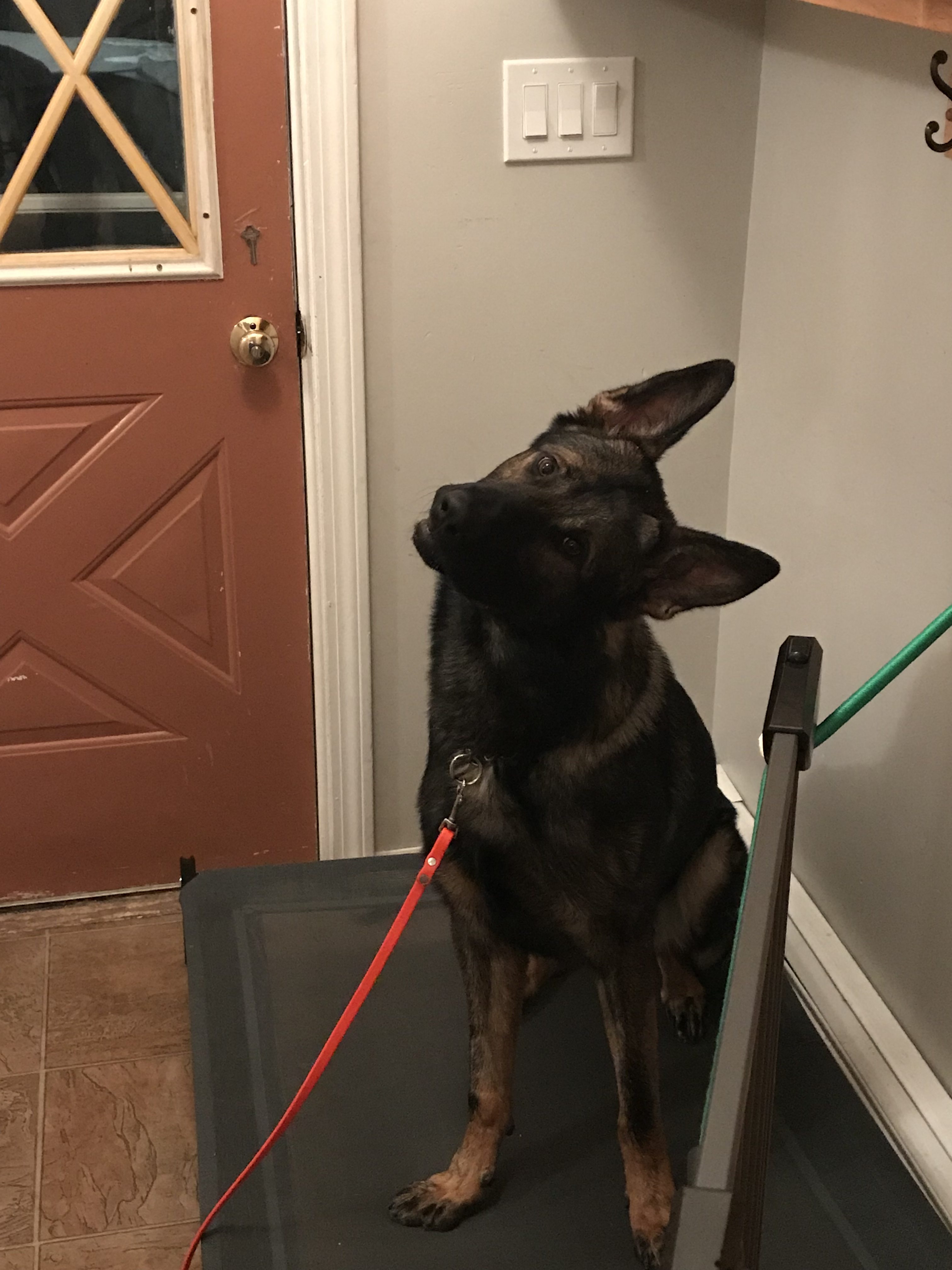 Dog Training Brookfield CT Backcountry K9 Training,LLC