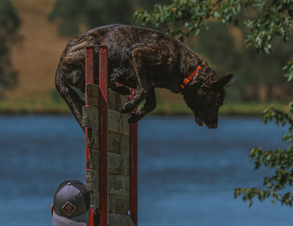 Canine conditioning Backcountry K9 Training,LLC
